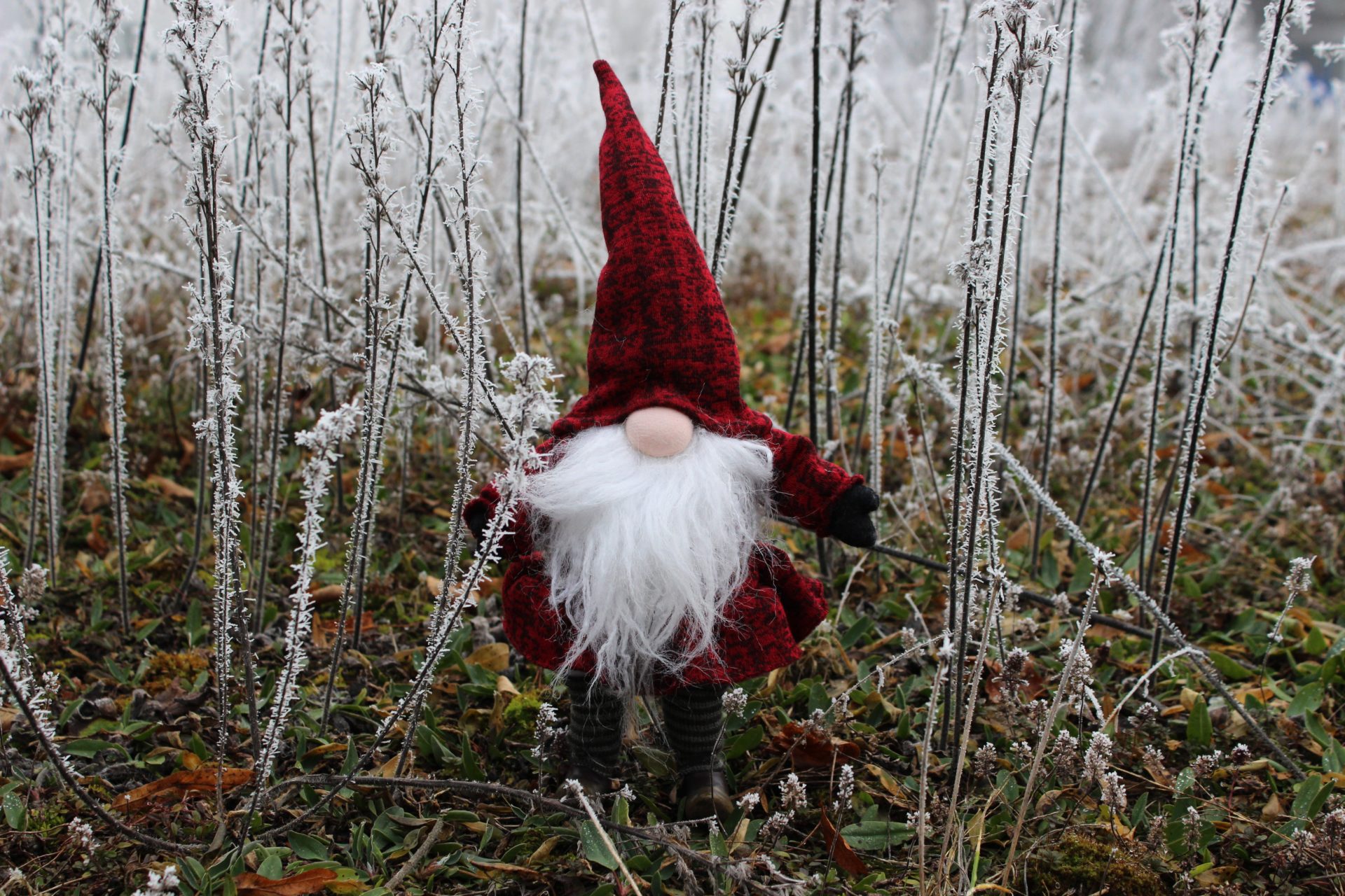 Das rote Wunder des Winters. – "Ein Männlein steht im Walde …