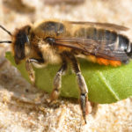 Keine guten Nachrichten zum Weltbienentag. Seit vielen Jahren schwindet die Bienen-Vielfalt, dabei gilt die Hälfte aller Arten als bedroht.
