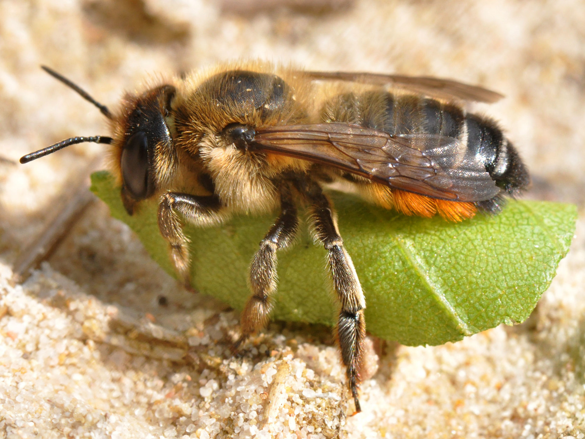 Megachile versicolor