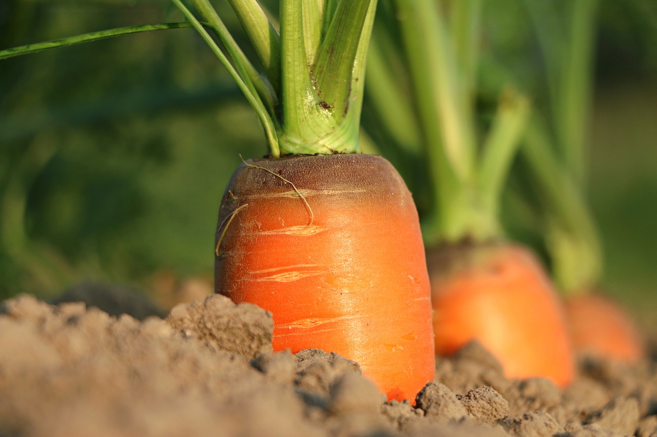 Frisches Gemüse auch ohne grünen Daumen. Tipps für die Gemüseernte und Beetpflege.